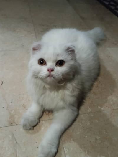 cat pregnant ha forsale