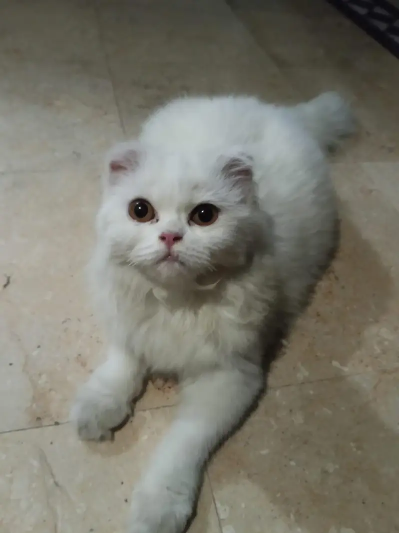 cat pregnant ha forsale