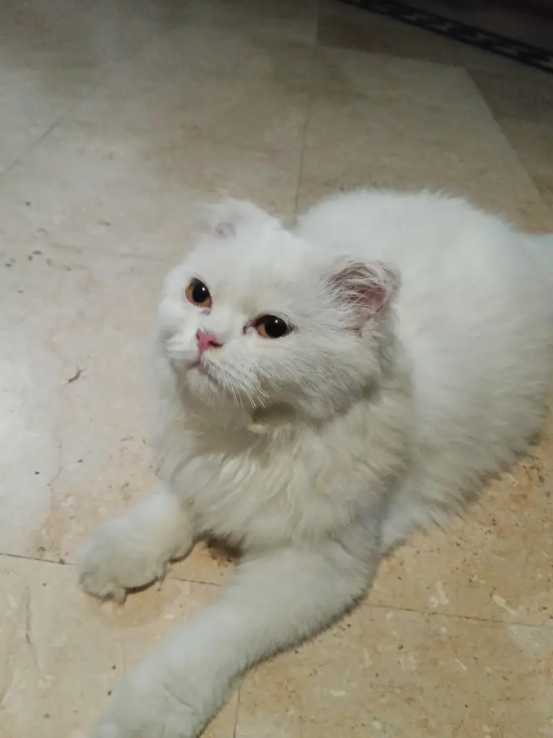 cat pregnant ha forsale — photo 2