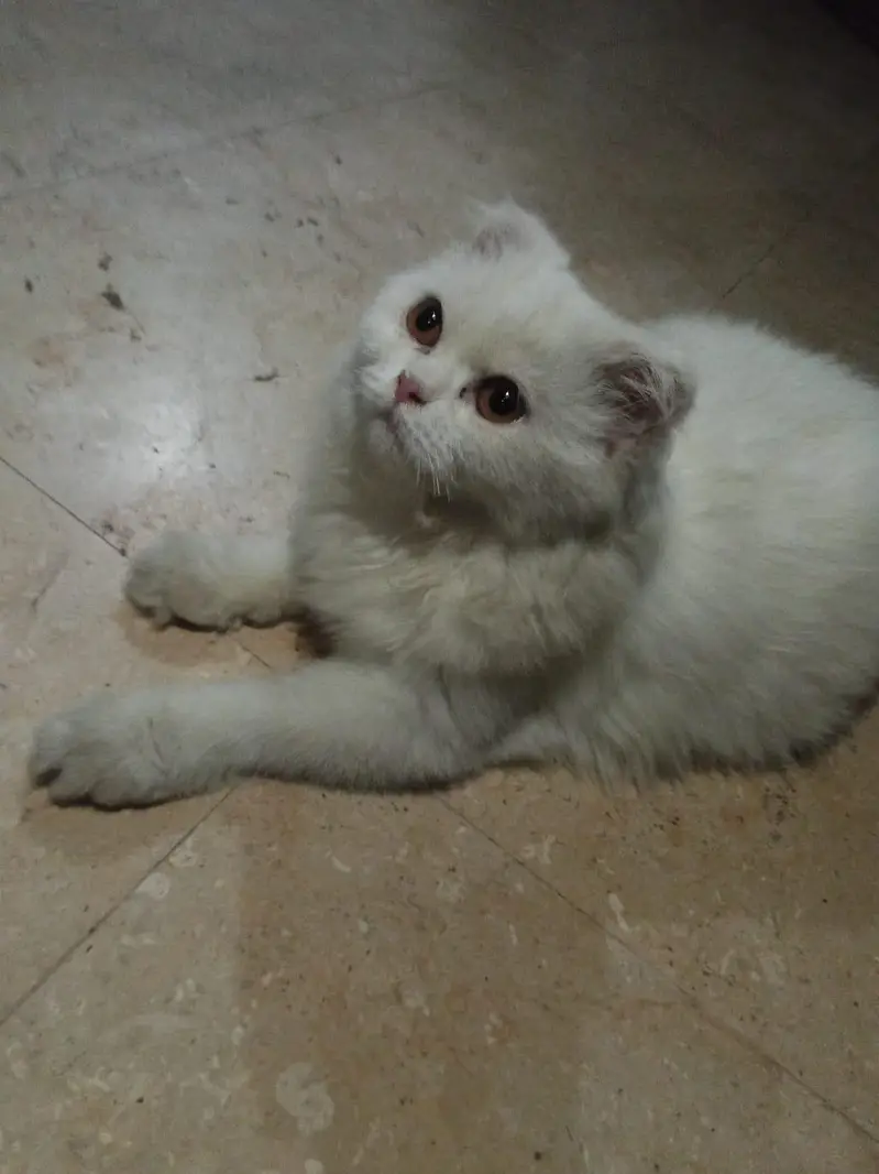 cat pregnant ha forsale — photo 3