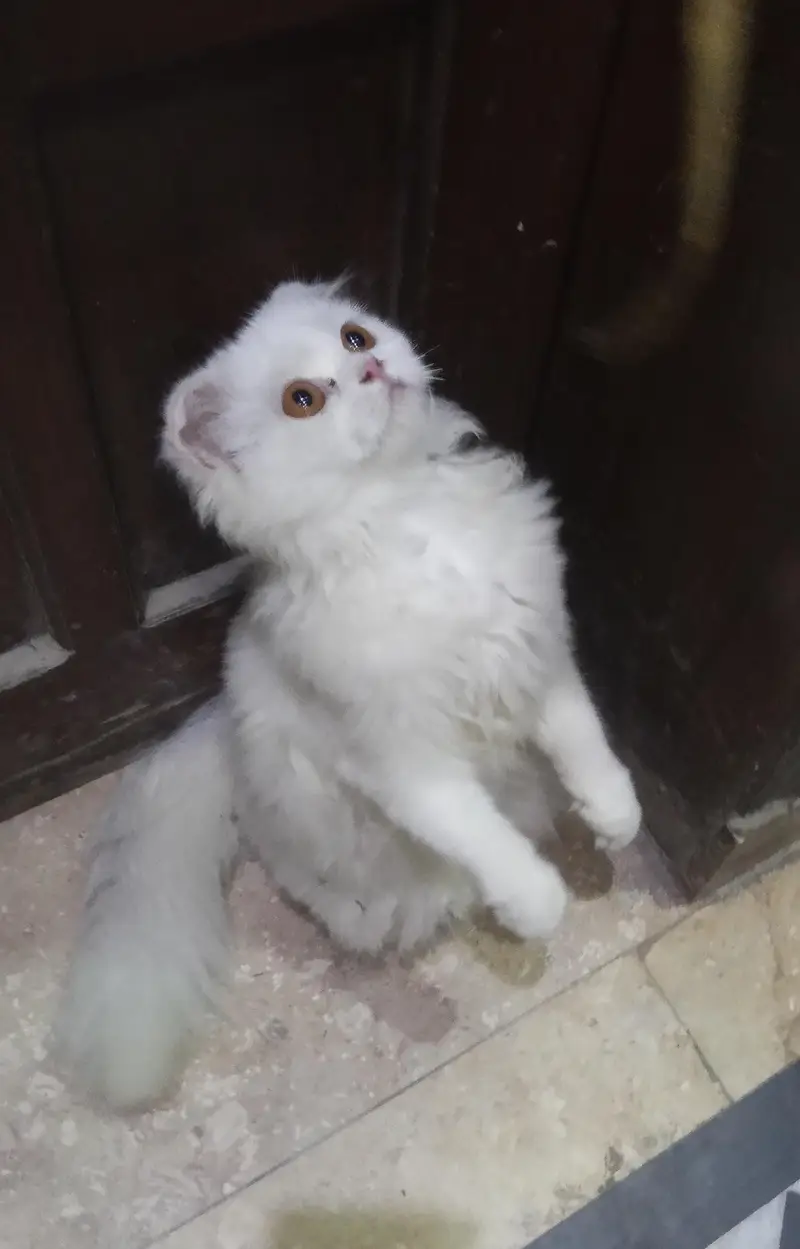 cat pregnant ha forsale — photo 4