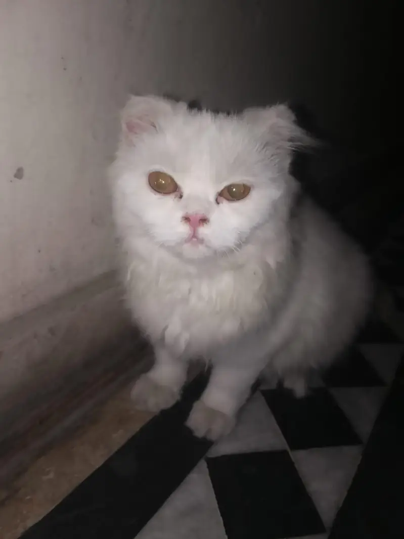 cat pregnant ha forsale — photo 5