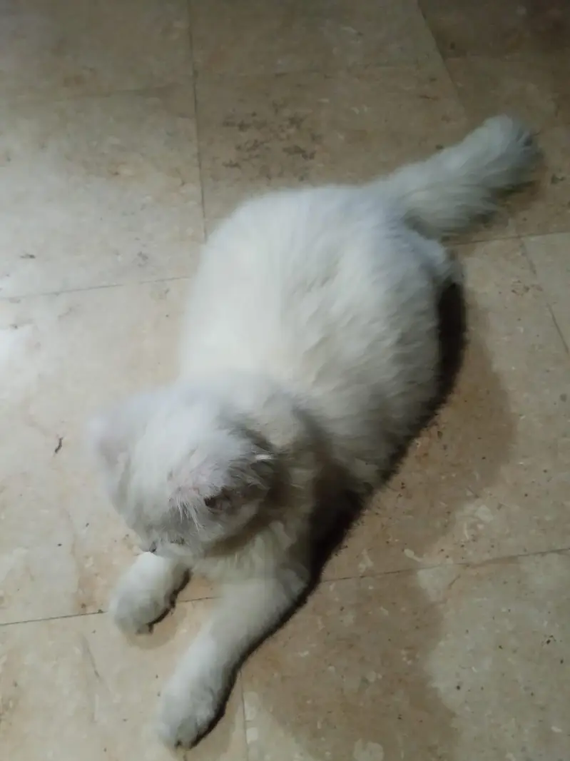 cat pregnant ha forsale — photo 6