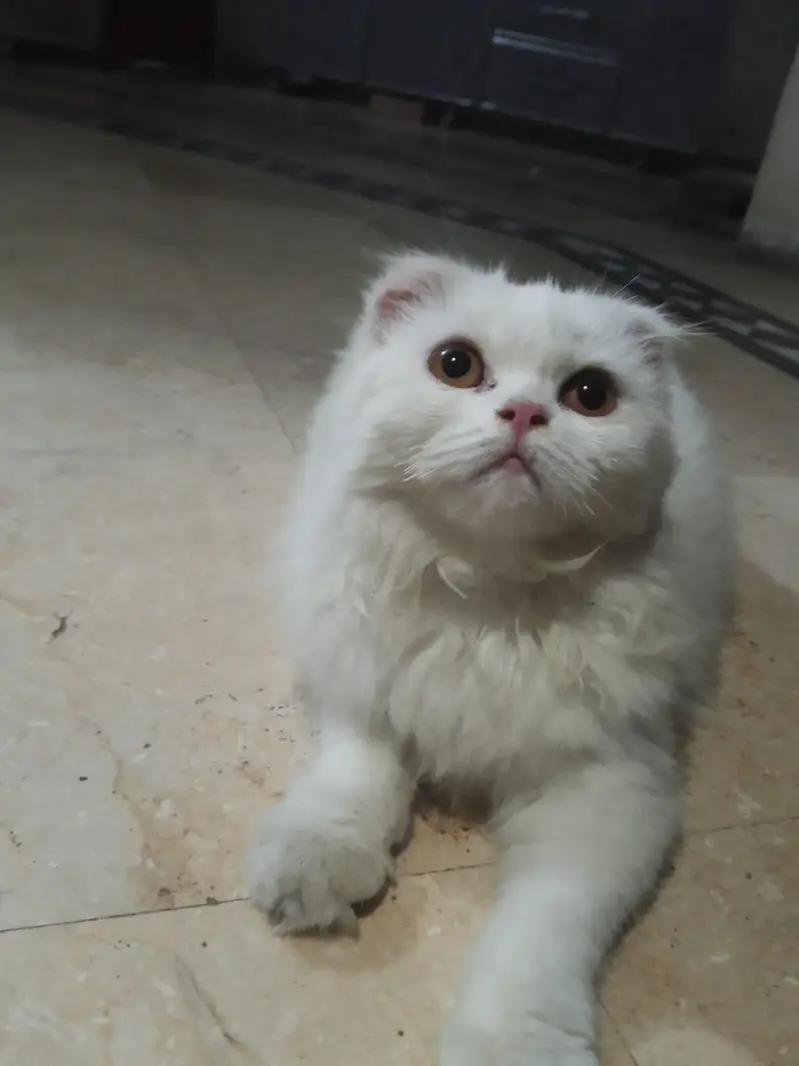 cat pregnant ha forsale — photo 7