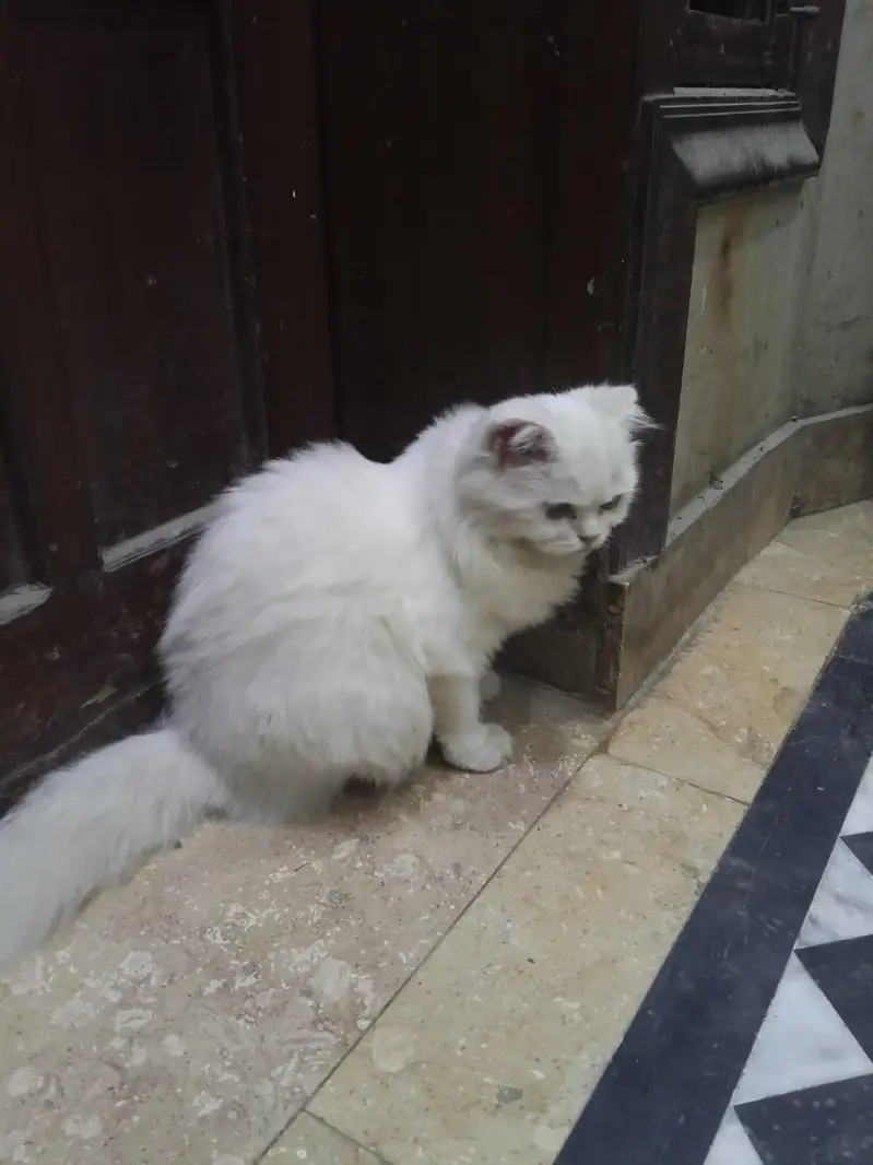 cat pregnant ha forsale — photo 8