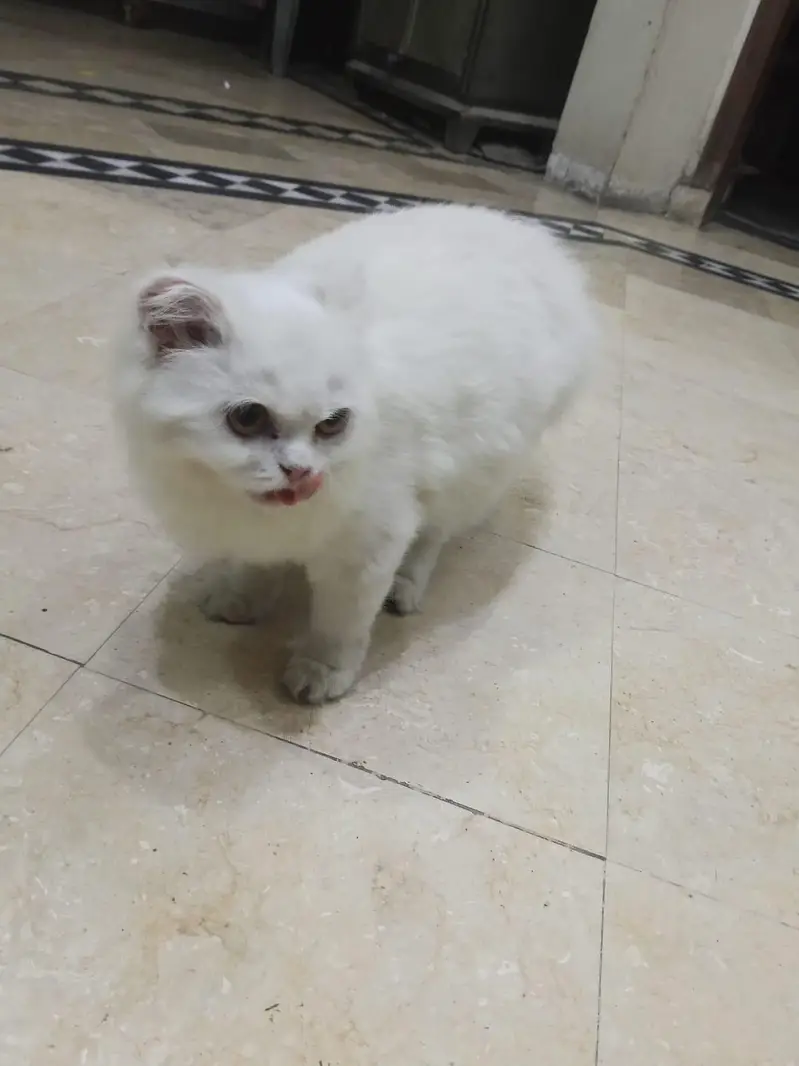 cat pregnant ha forsale — photo 9