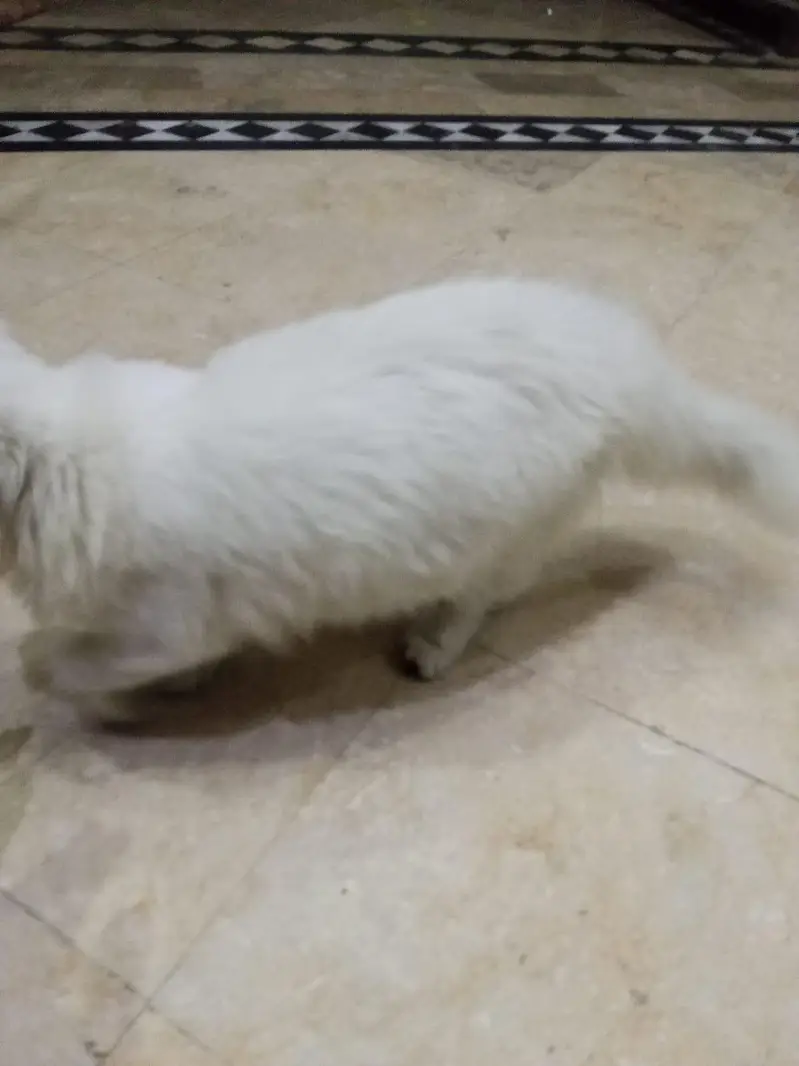 cat pregnant ha forsale — photo 10