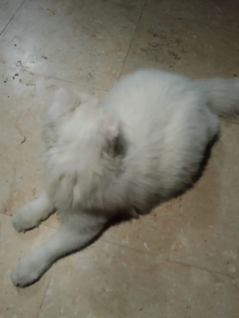 cat pregnant ha forsale — photo 11