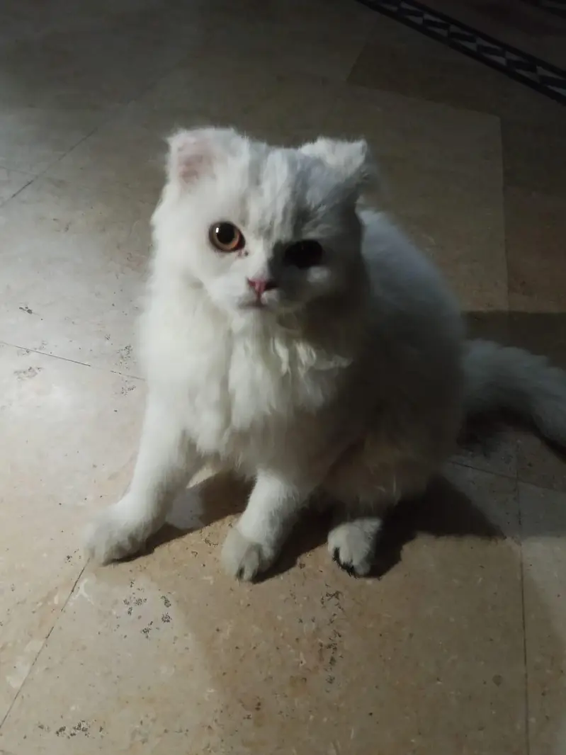 cat pregnant ha forsale — photo 12