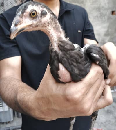 Burmi Thai chicks