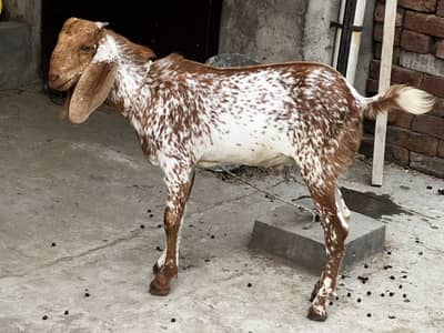 Goat/Bakri k bachay/