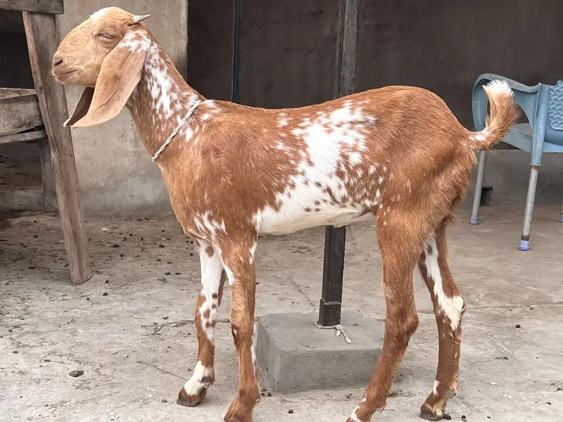 Goat/Bakri k bachay/ — photo 2