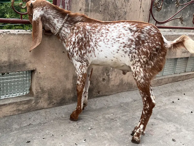 Goat/Bakri k bachay/ — photo 3