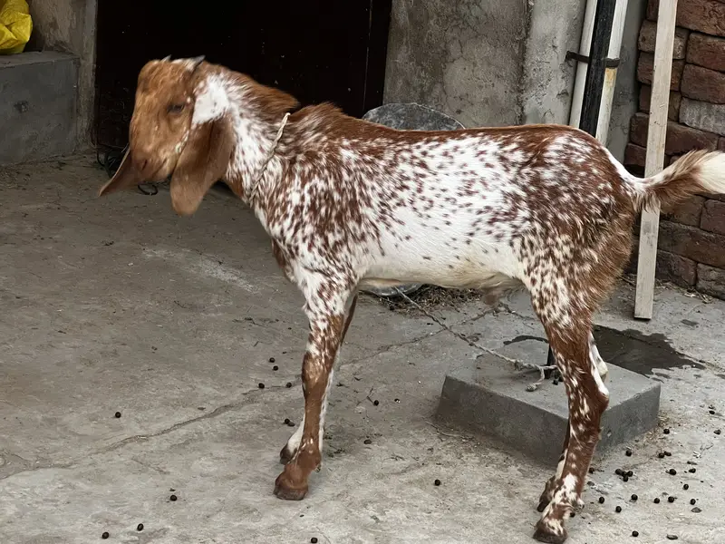 Goat/Bakri k bachay/ — photo 4