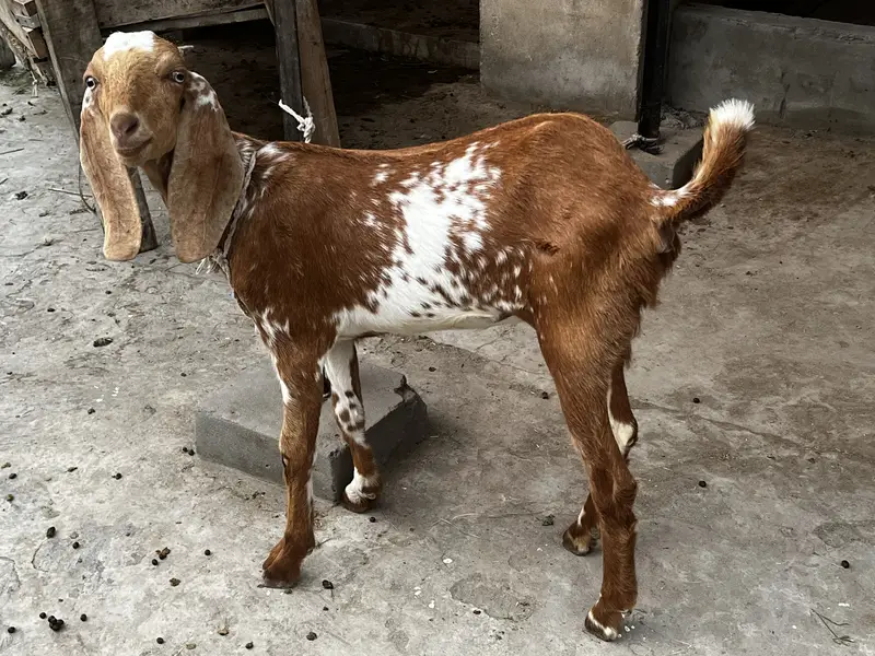 Goat/Bakri k bachay/ — photo 5