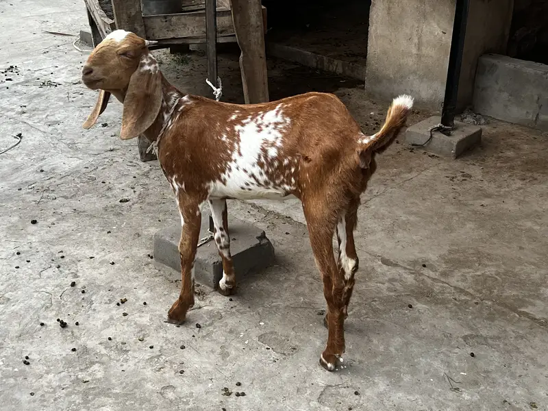 Goat/Bakri k bachay/ — photo 6