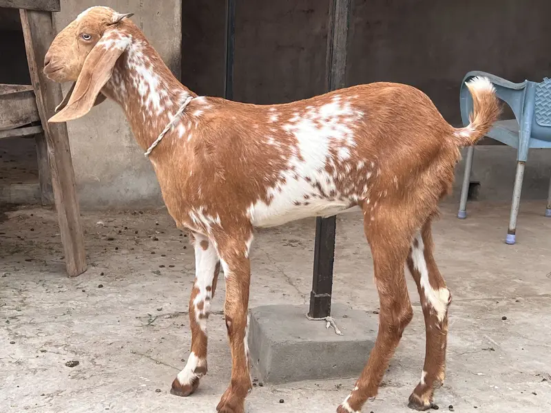 Goat/Bakri k bachay/ — photo 7