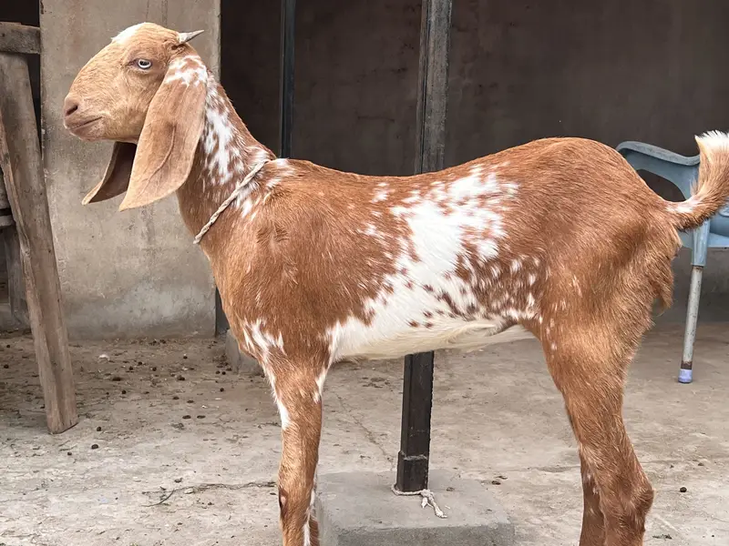 Goat/Bakri k bachay/ — photo 8