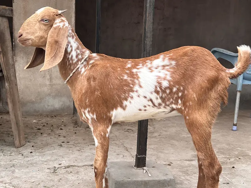 Goat/Bakri k bachay/ — photo 9
