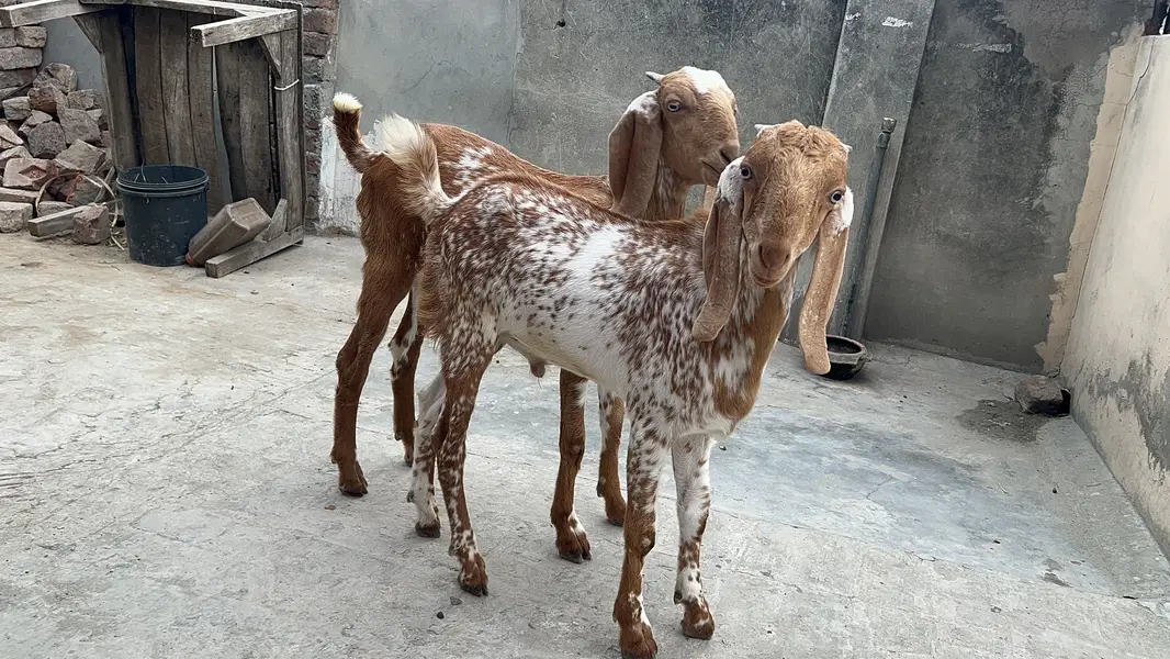 Goat/Bakri k bachay/ — photo 10