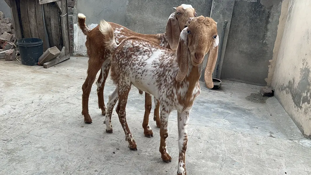 Goat/Bakri k bachay/ — photo 11