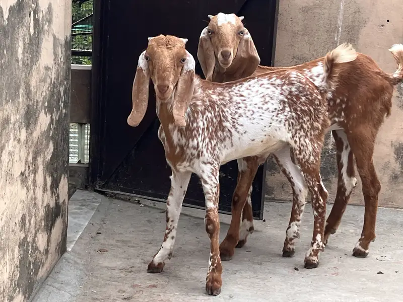 Goat/Bakri k bachay/ — photo 12