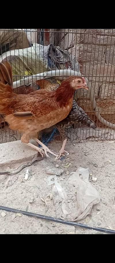 4 desi pathia for sale