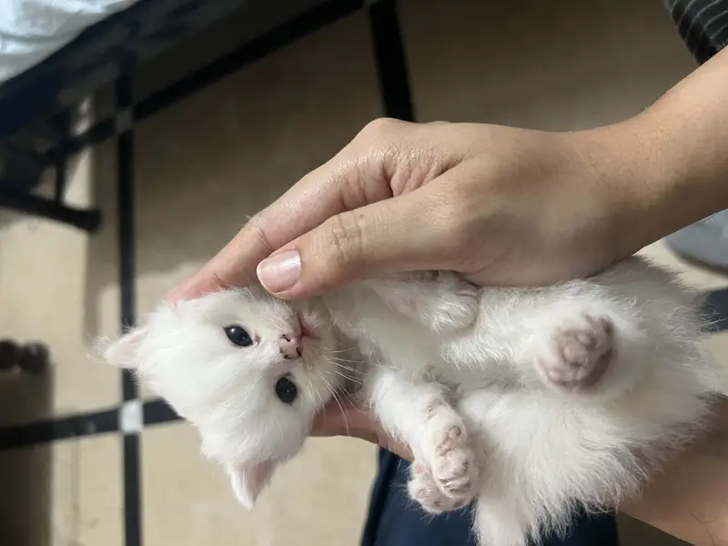 Kitten for sale