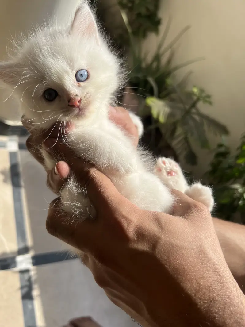 Kitten for sale — photo 2