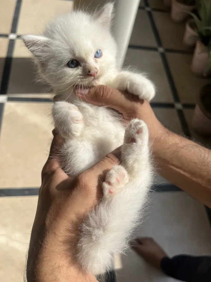 Kitten for sale — photo 3