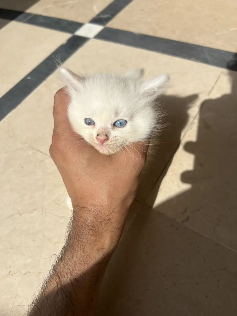 Kitten for sale — photo 4
