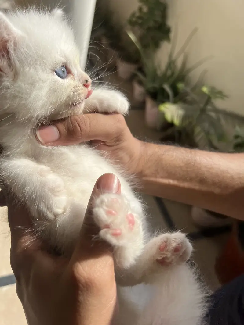Kitten for sale — photo 5