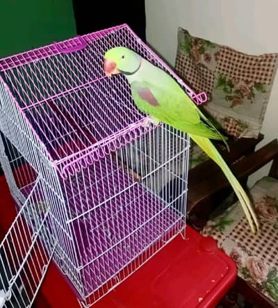 raw parrot for sale