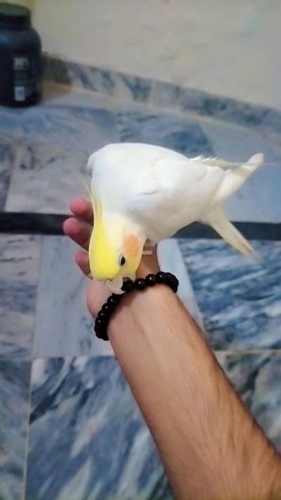 Hand Tame Lutino Cockatiel - Yellow & White - Fully Friendly