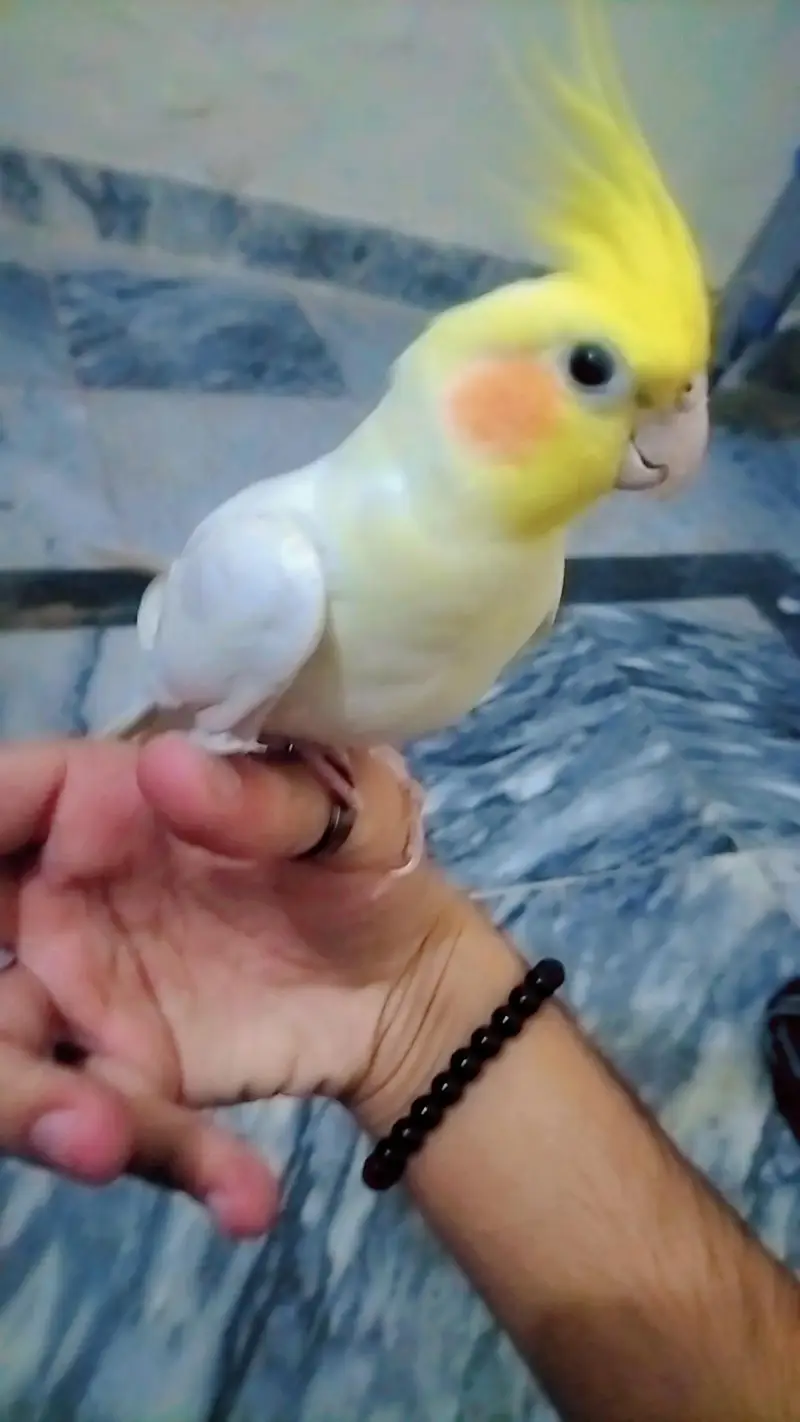 Hand Tame Lutino Cockatiel - Yellow & White - Fully Friendly — photo 2