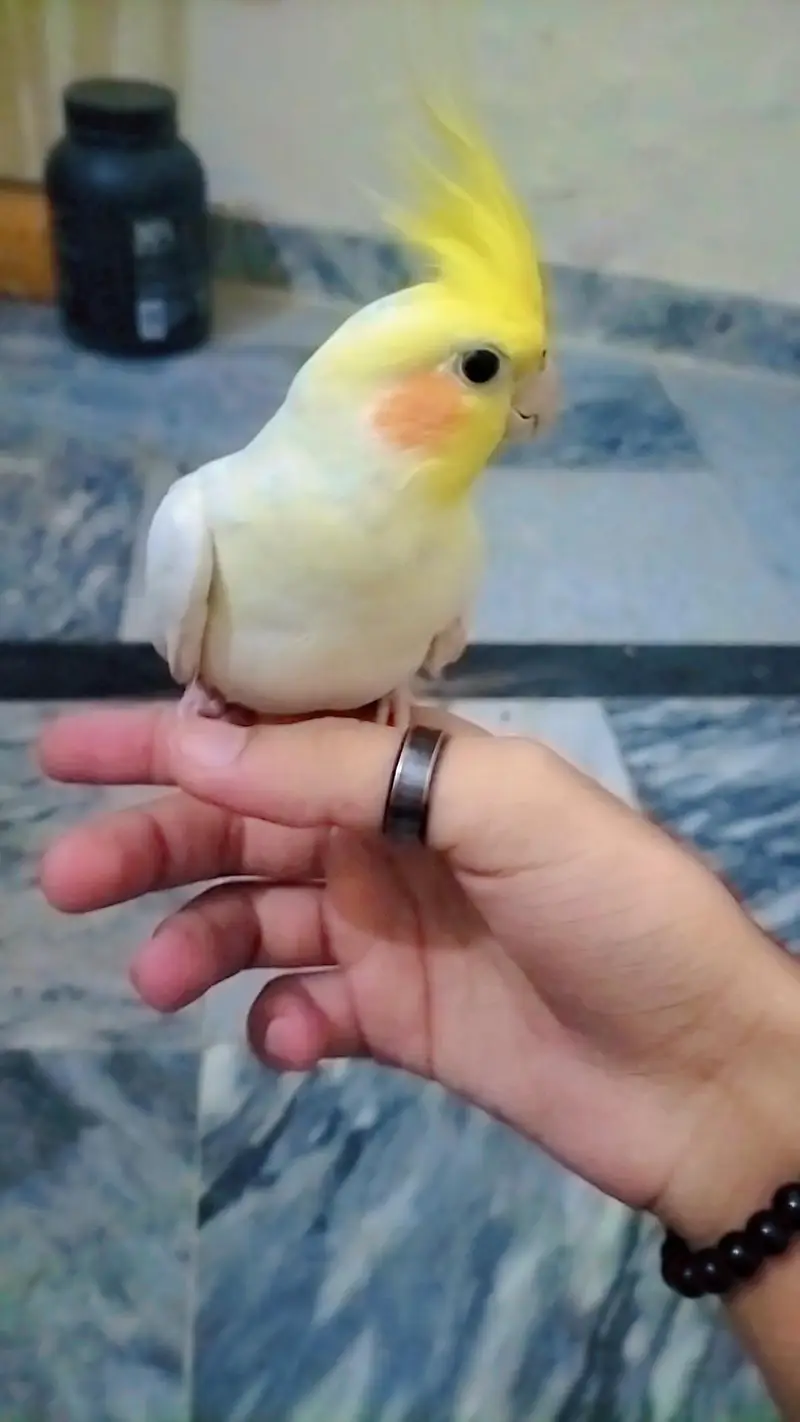 Hand Tame Lutino Cockatiel - Yellow & White - Fully Friendly — photo 3
