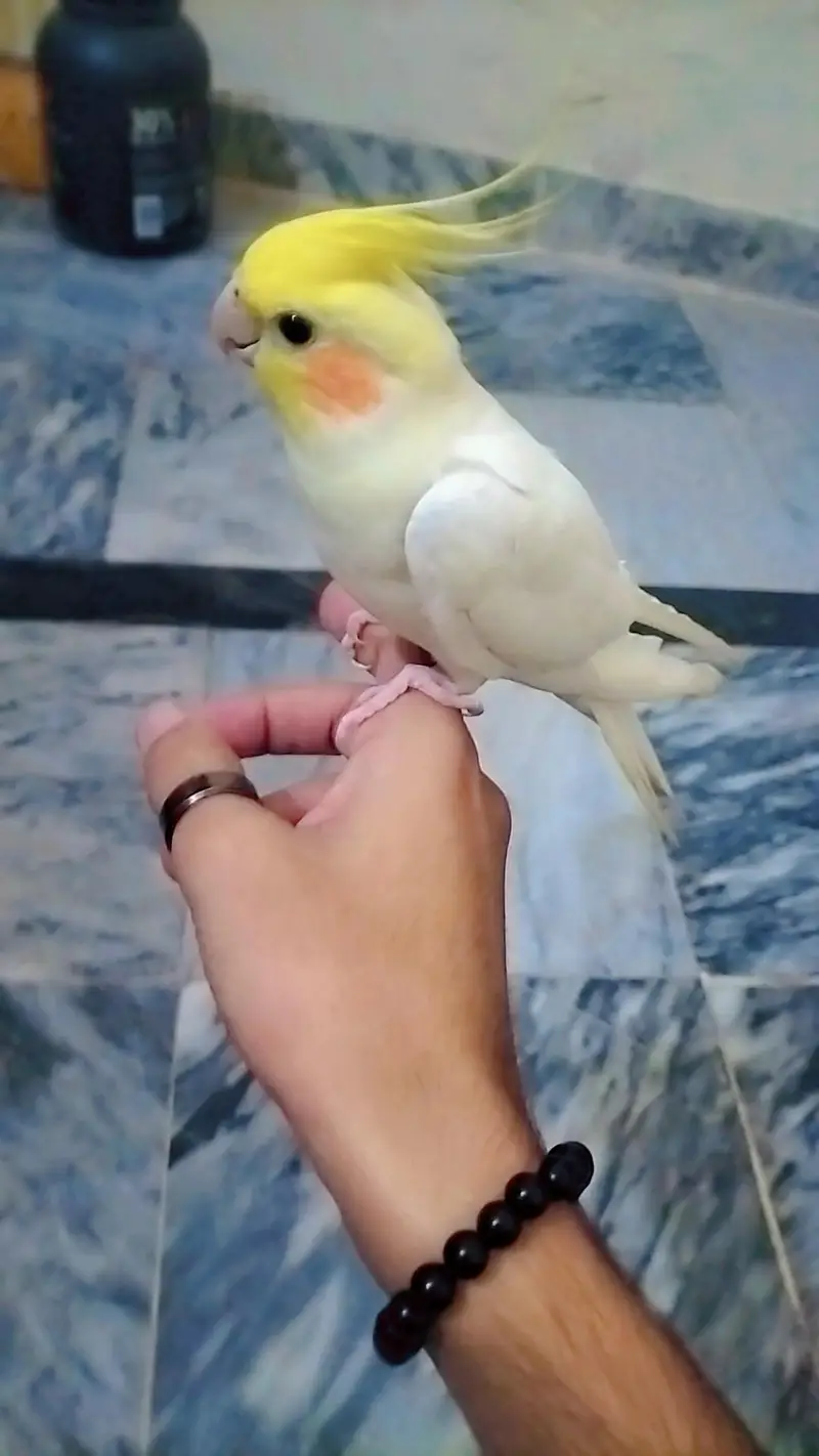 Hand Tame Lutino Cockatiel - Yellow & White - Fully Friendly — photo 4
