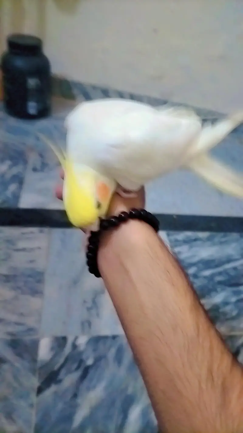 Hand Tame Lutino Cockatiel - Yellow & White - Fully Friendly — photo 5