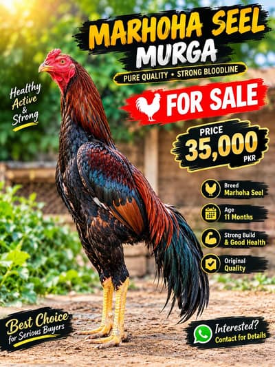 Amroha Aseel Murga for Sale – 11 Months