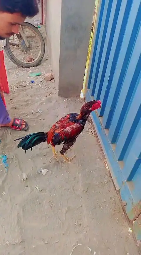 Amroha Aseel Murga for Sale – 11 Months — photo 5