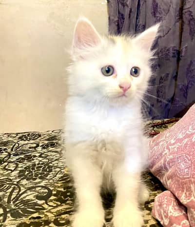 Beautiful Brown And Pure White Kitten For Sale
