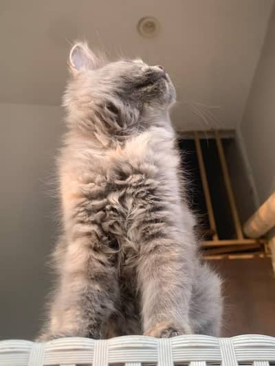 Persian cats