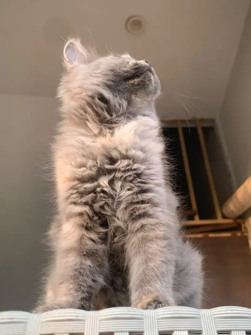 Persian cats