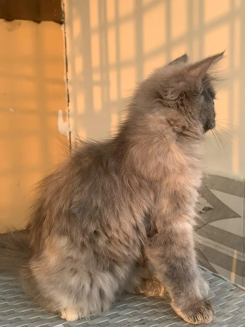 Persian cats — photo 4