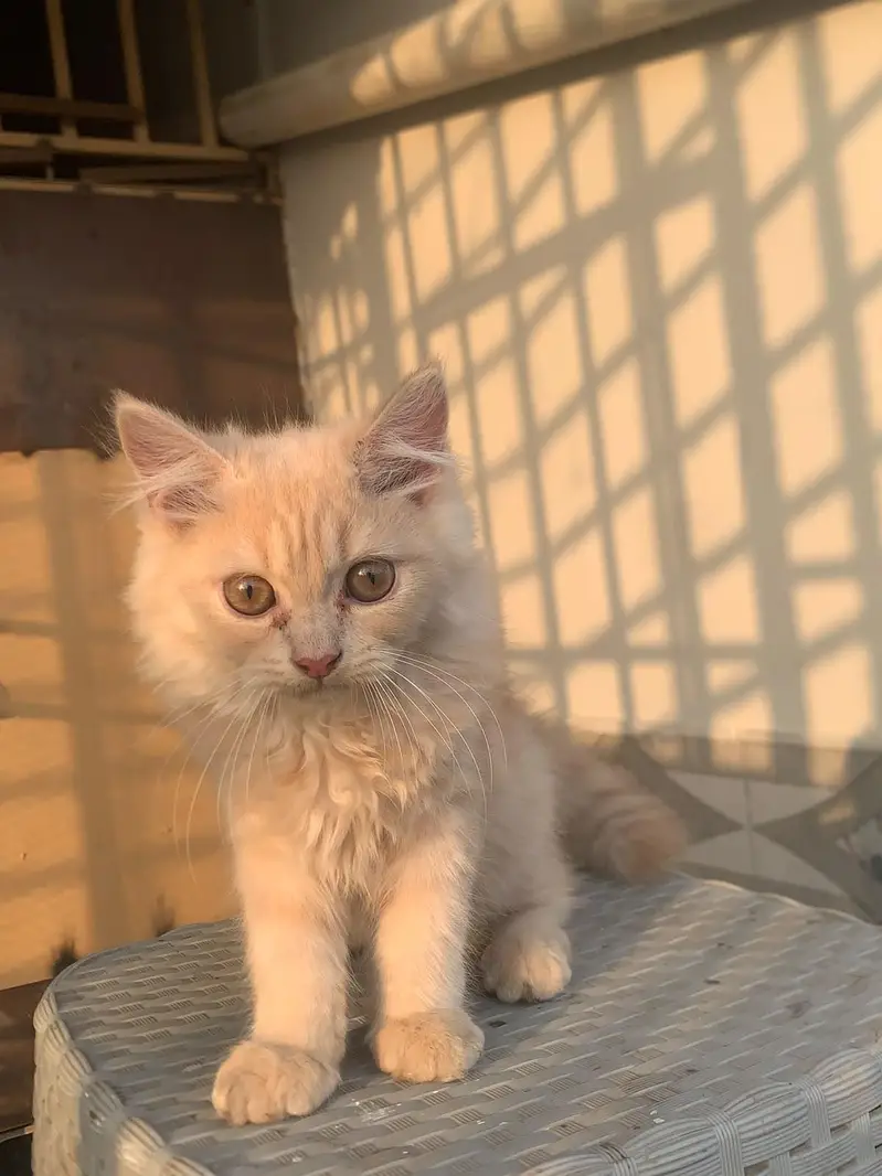 Persian cats — photo 6