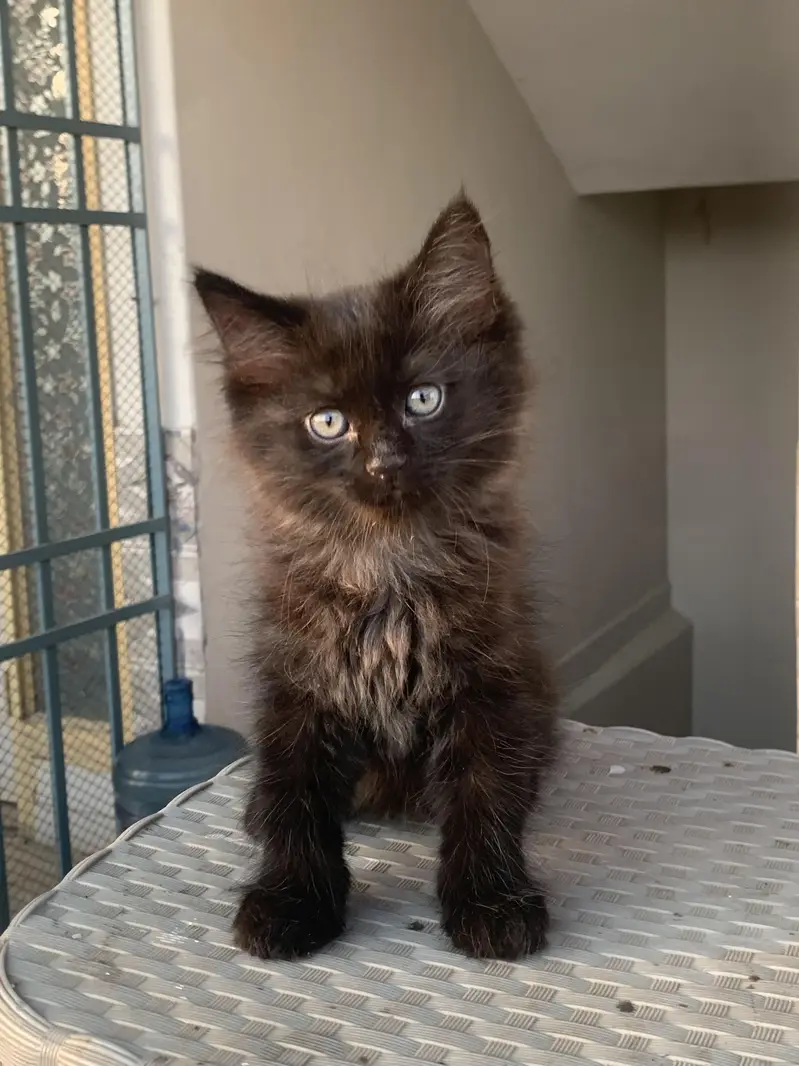 Persian cats — photo 7