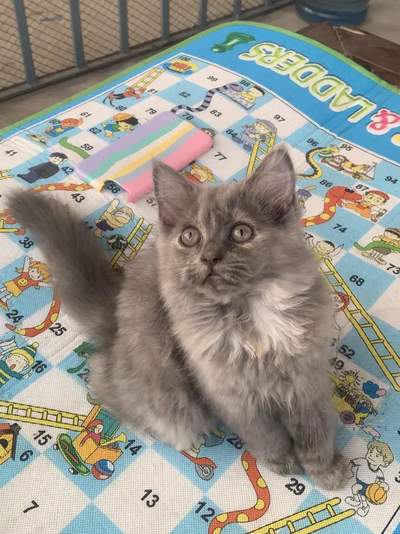 Persian cats — photo 9
