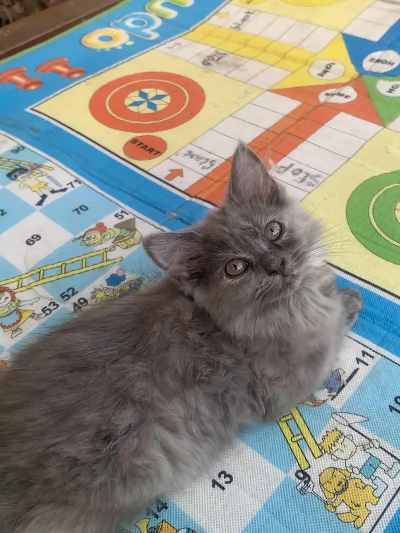 Persian cats — photo 10