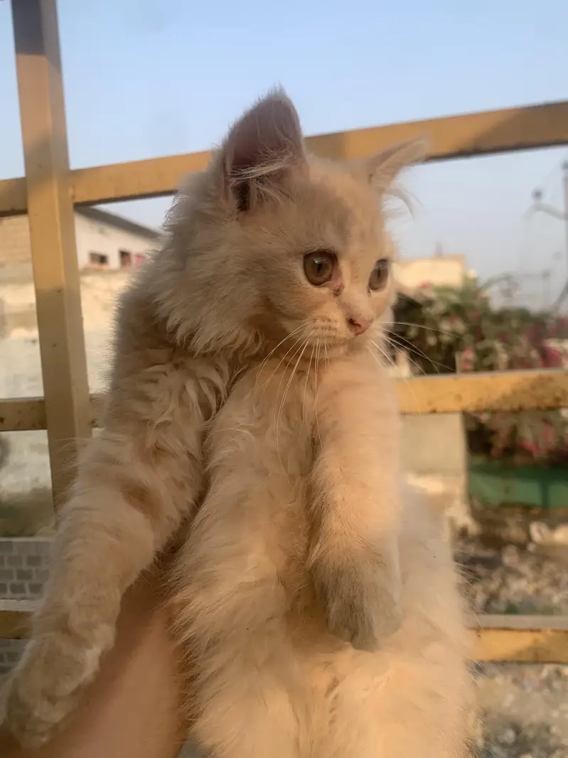 Persian cats — photo 11