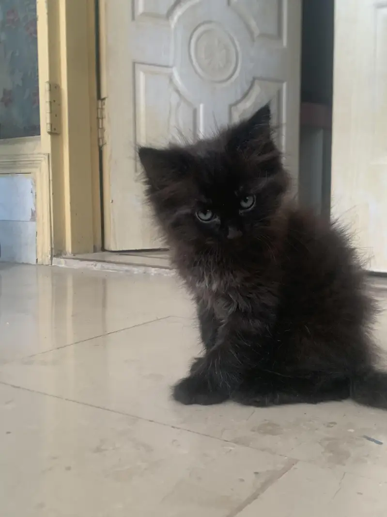 Persian cats — photo 12
